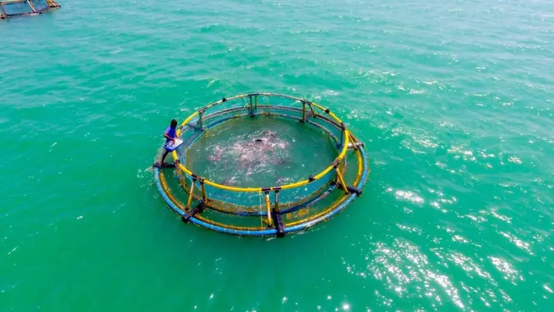 Cage fish farming