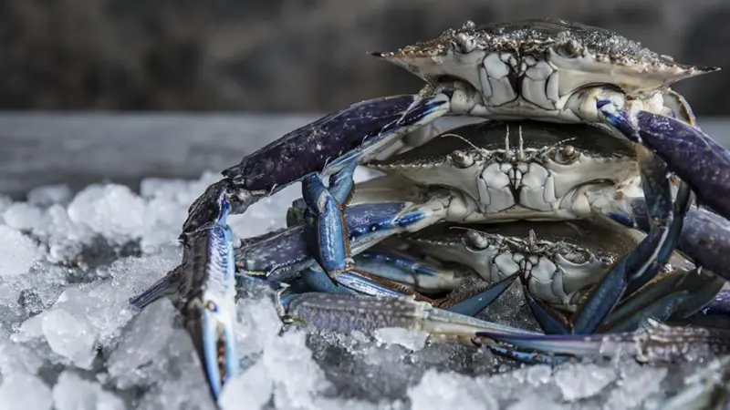 Blue swimmer crab