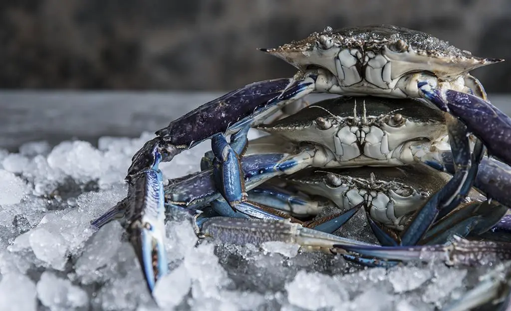 Blue swimmer crab