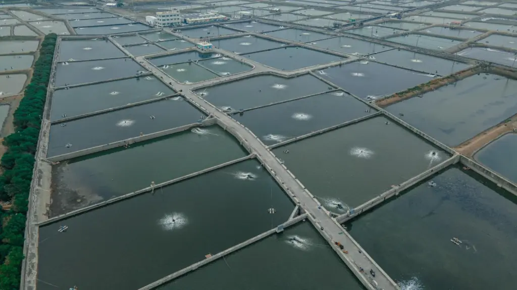 Tuna Rich Trade & Fishery Co farm, Taiwan