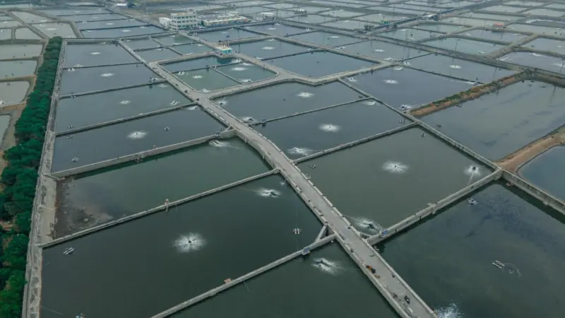 Tuna Rich Trade & Fishery Co farm, Taiwan