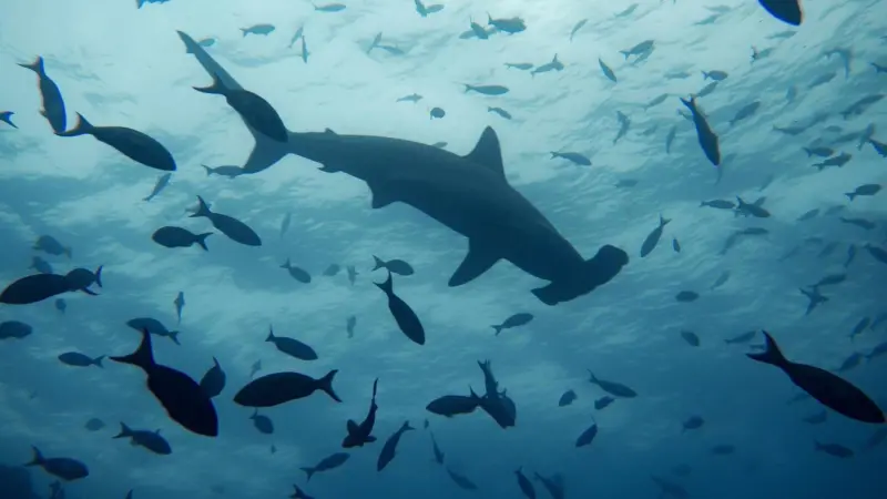 Shark League