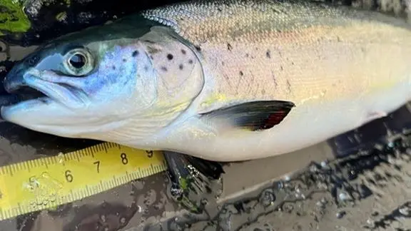 Nofima salmon health and development research