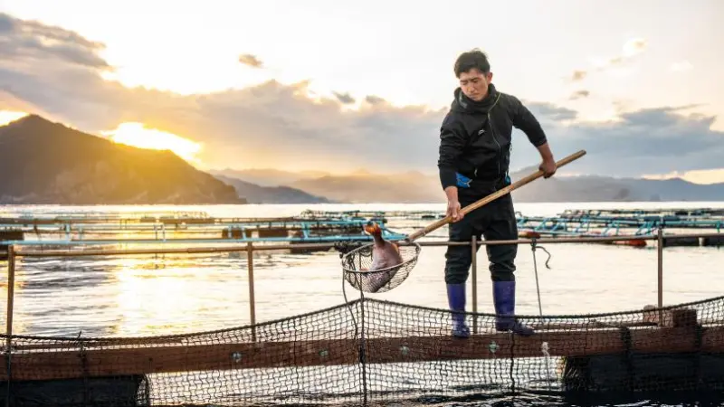 ASC certified red bream farm, Japan