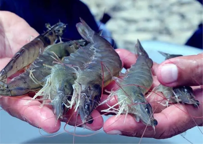 Ecuadorian shrimp
