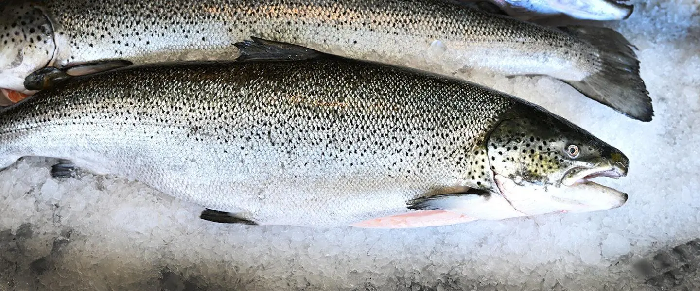 Chile farmed salmon