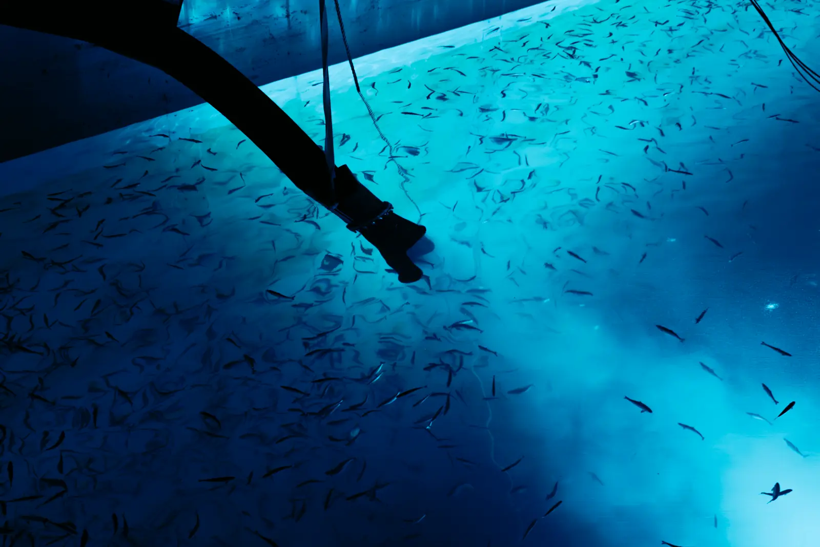 Andfjord Smolt