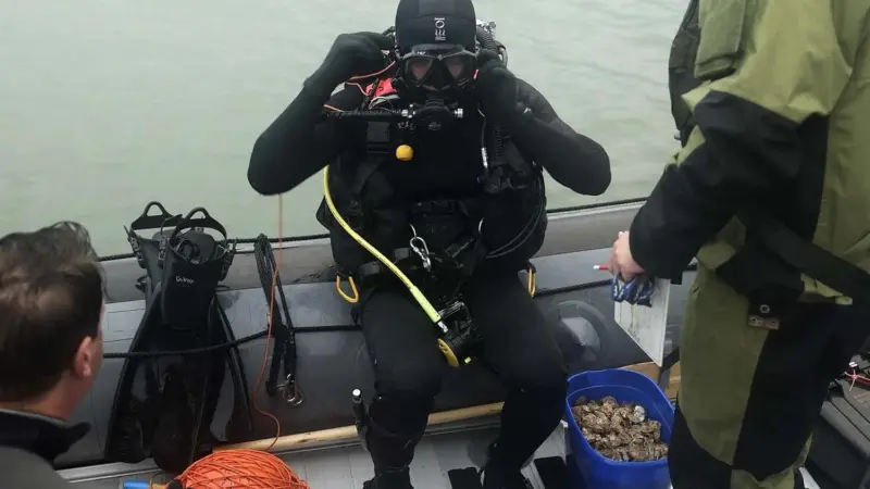 A RN diver releases oysters back into the Solent