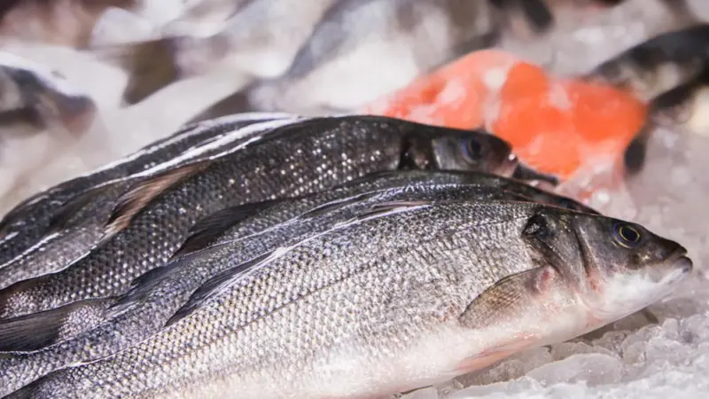 European seabass