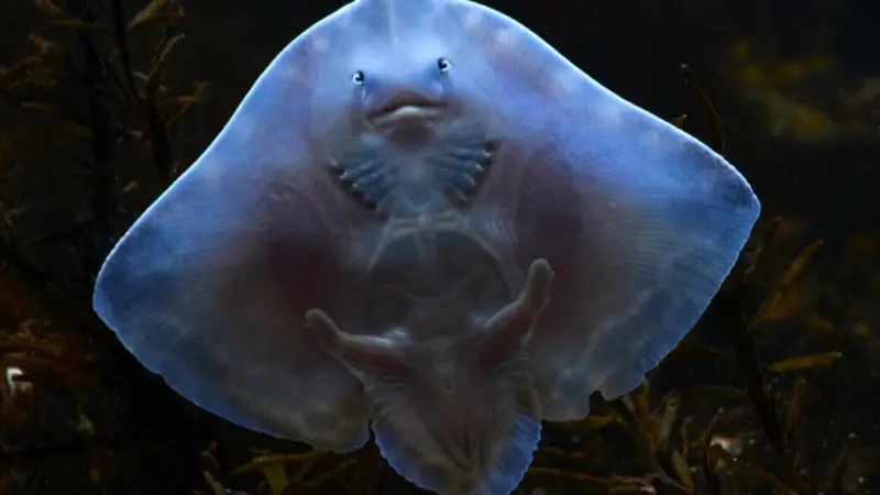 The image shows a Greenpeace picture of the Thornback Ray
