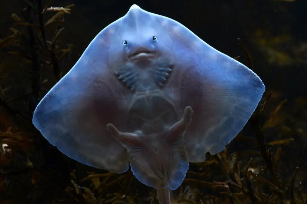 The image shows a Greenpeace picture of the Thornback Ray