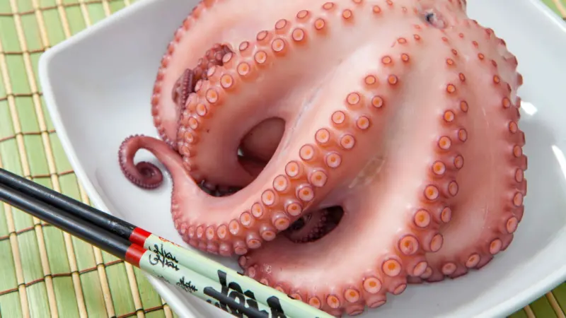 Octopus