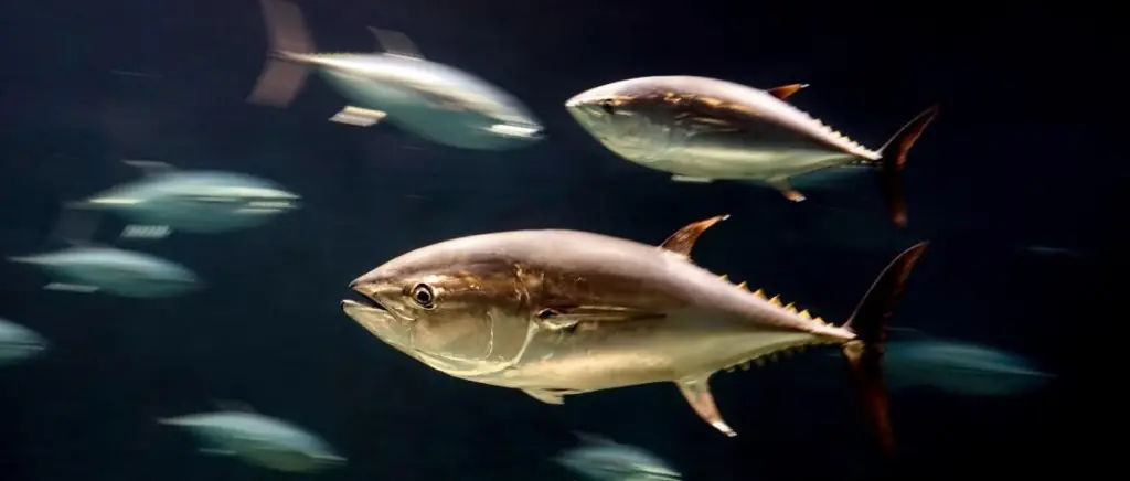 tuna