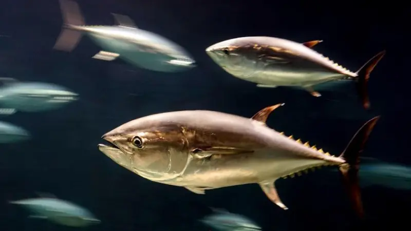 tuna