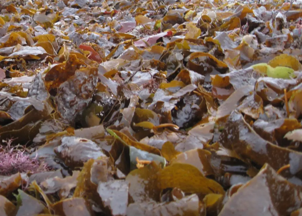 Scottish seaweed