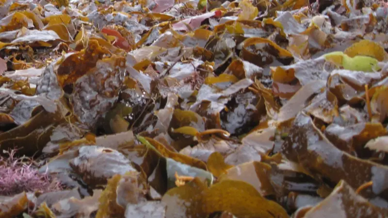 Scottish seaweed