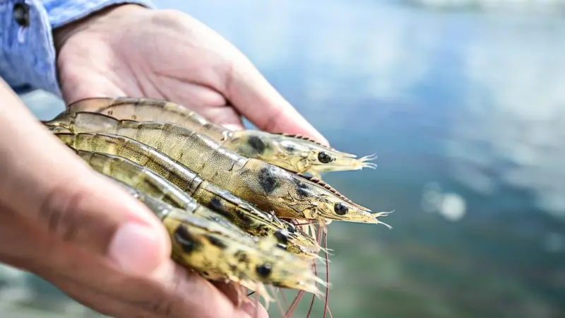 Outstretched hands holding raw shrimp
