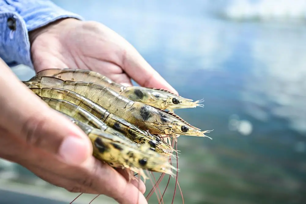 Outstretched hands holding raw shrimp