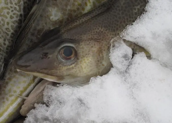 Iceland cod