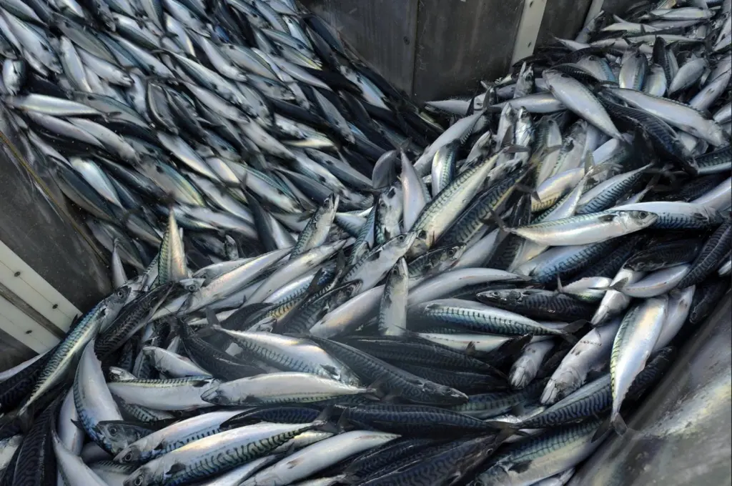 NEA mackerel
