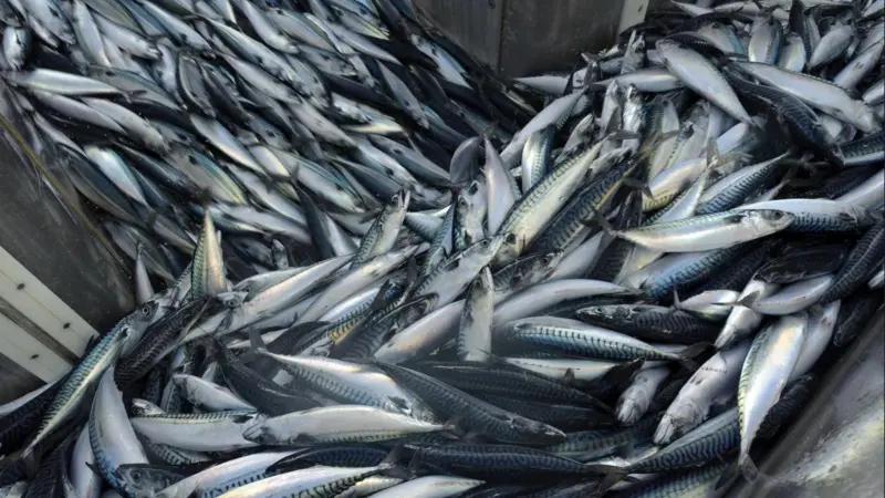 NEA mackerel