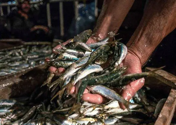 Mediterranean fishing
