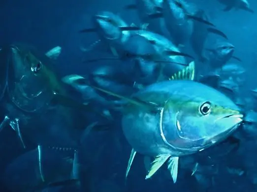 ISSF Tuna