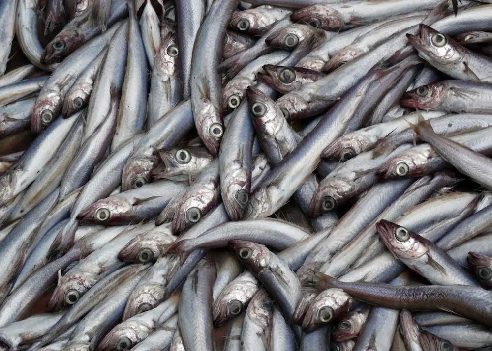 Blue whiting