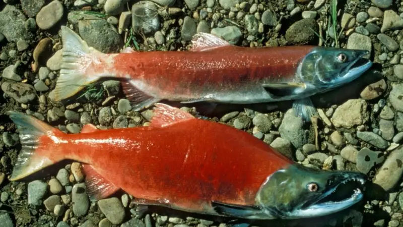 Sockeye salmon