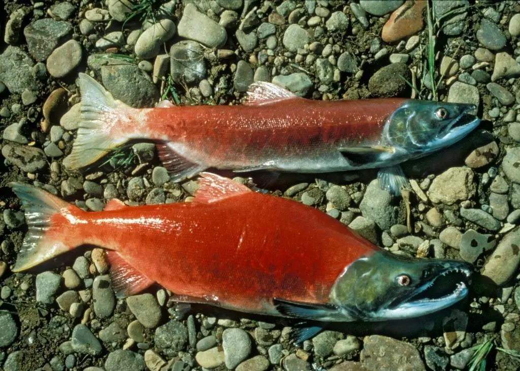 Sockeye salmon