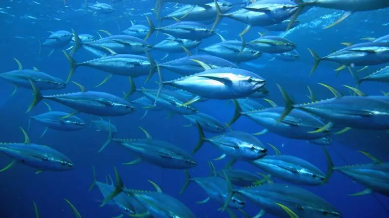 Tuna fisheries