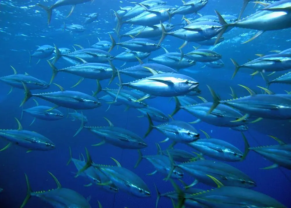 Tuna fisheries