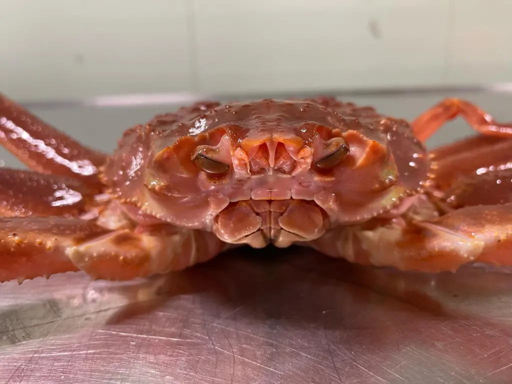 Snow crab