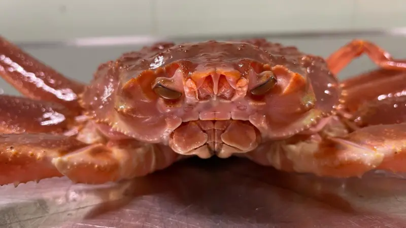 Snow crab