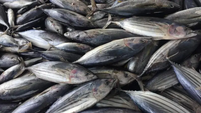 Skipjack tuna