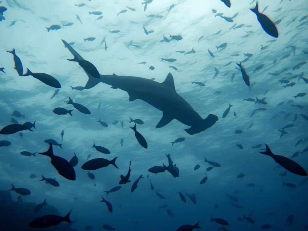 Hammer head shark