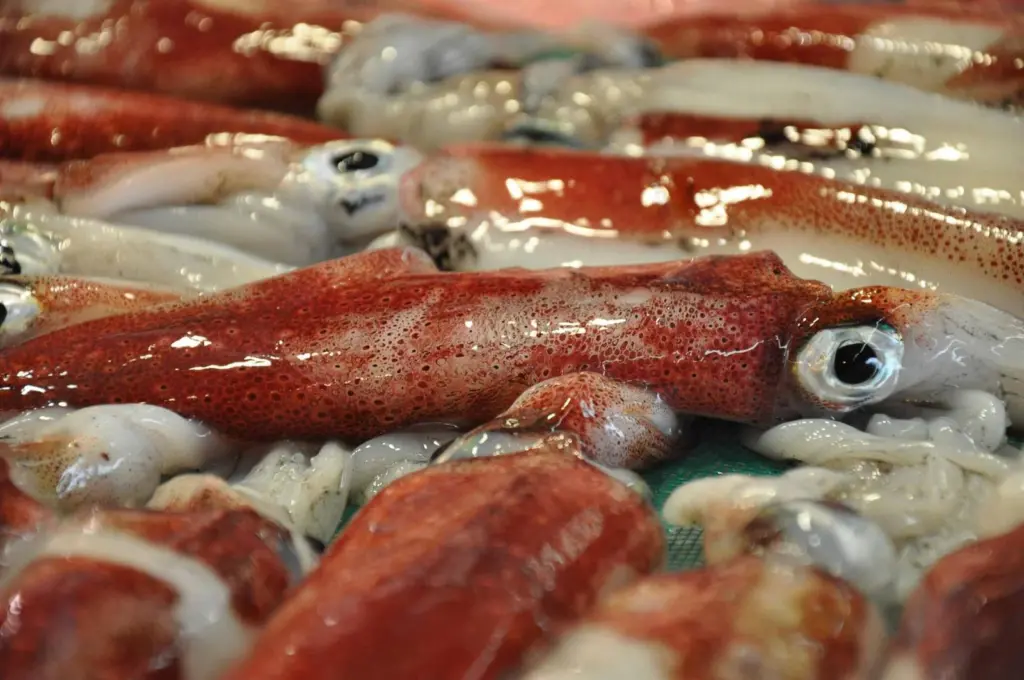 Oceana EU squid study