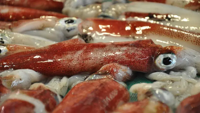 Oceana EU squid study