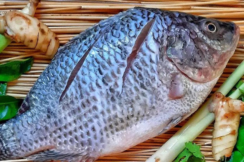 Tilapia