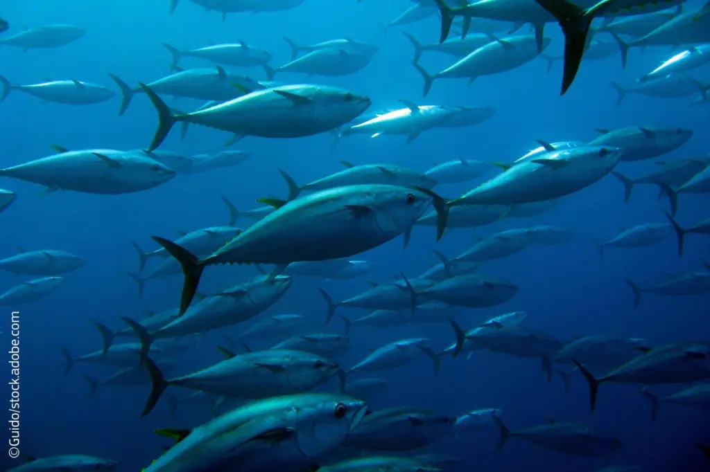bluefin tuna swimming around