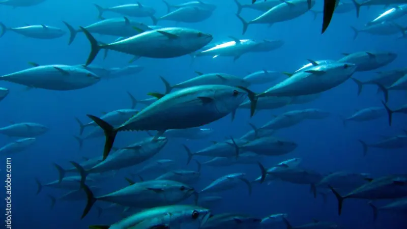 bluefin tuna swimming around