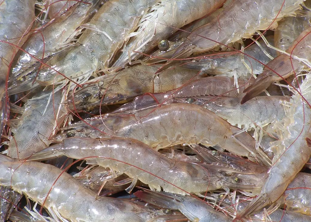 shrimp