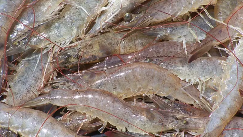 shrimp