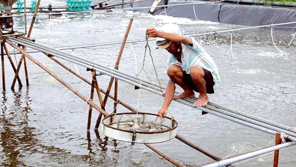 Vietnam shrimp production