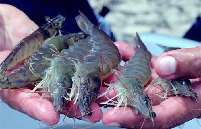 Ecuadorian shrimp