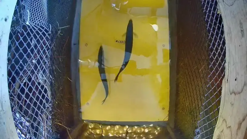 Footage from Innovasea HydroAI