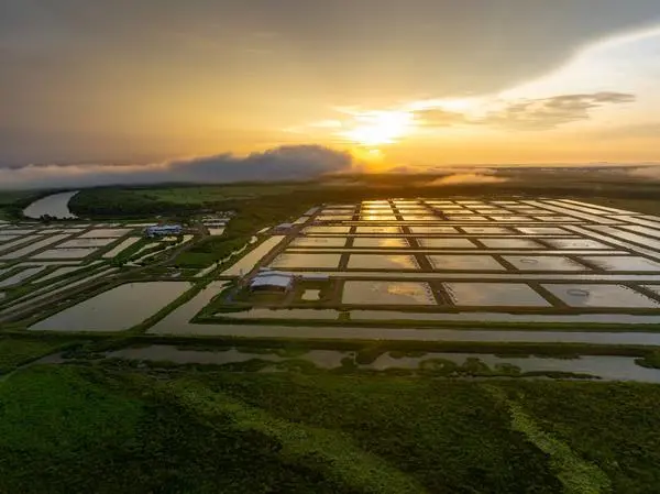 Humpty Doo barramundi farm in Northern Territory Australia