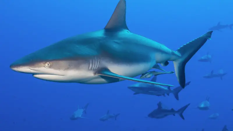 Shark protection