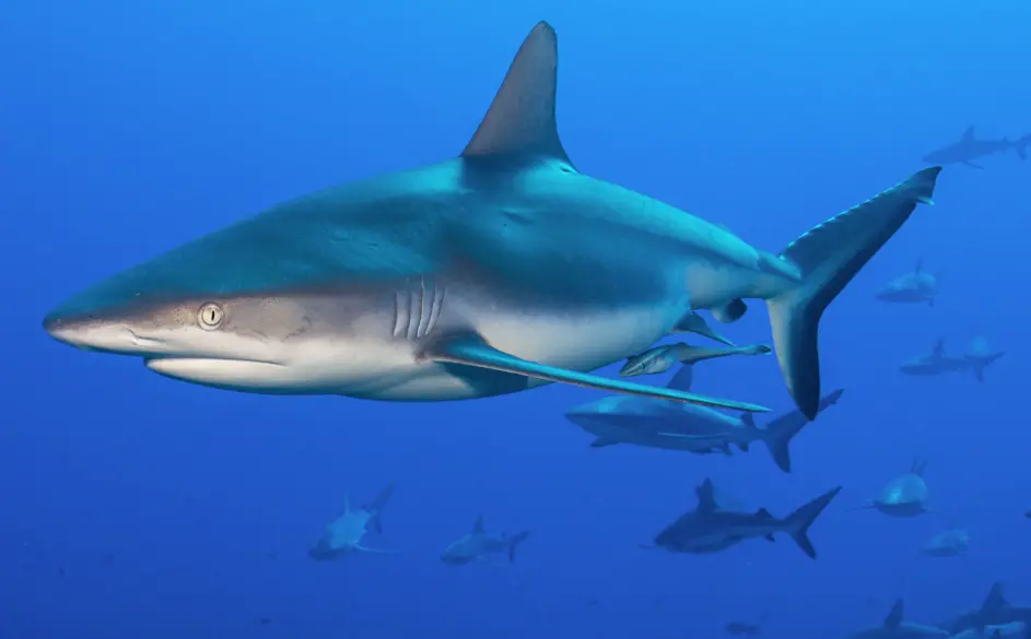 Shark protection