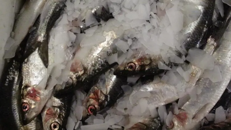Herring